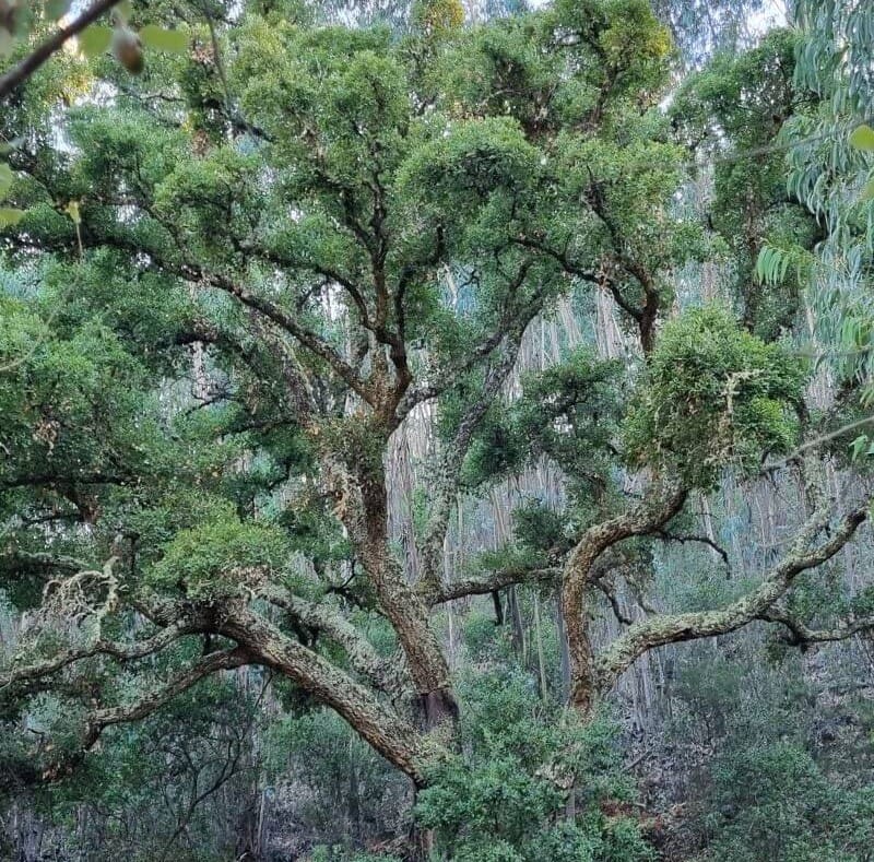 Workshop - Everyday Well-Being: Building Habits that Restore Wholeness